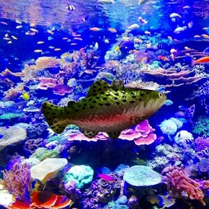 Calling all fishermen rainbow trout glass ornament nwt by Robert Stanley